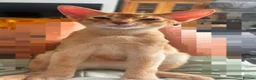 Abyssinian cats for sale: Last boy available Abyssinian kittens  - Advert 1