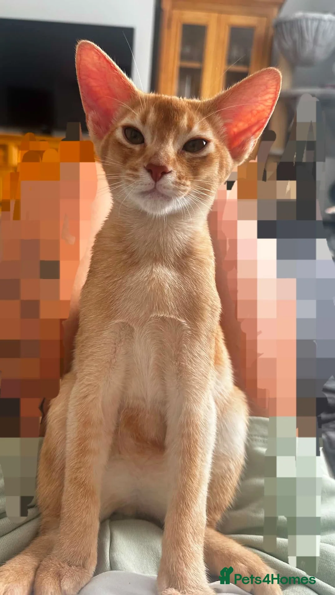 Abyssinian cats for sale: Last boy available Abyssinian kittens  - Advert 1
