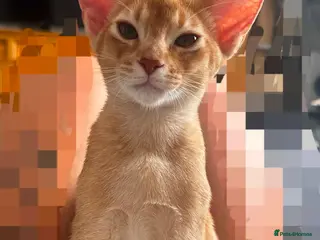 Abyssinian cats Last boy available Abyssinian kittens - Advert 3