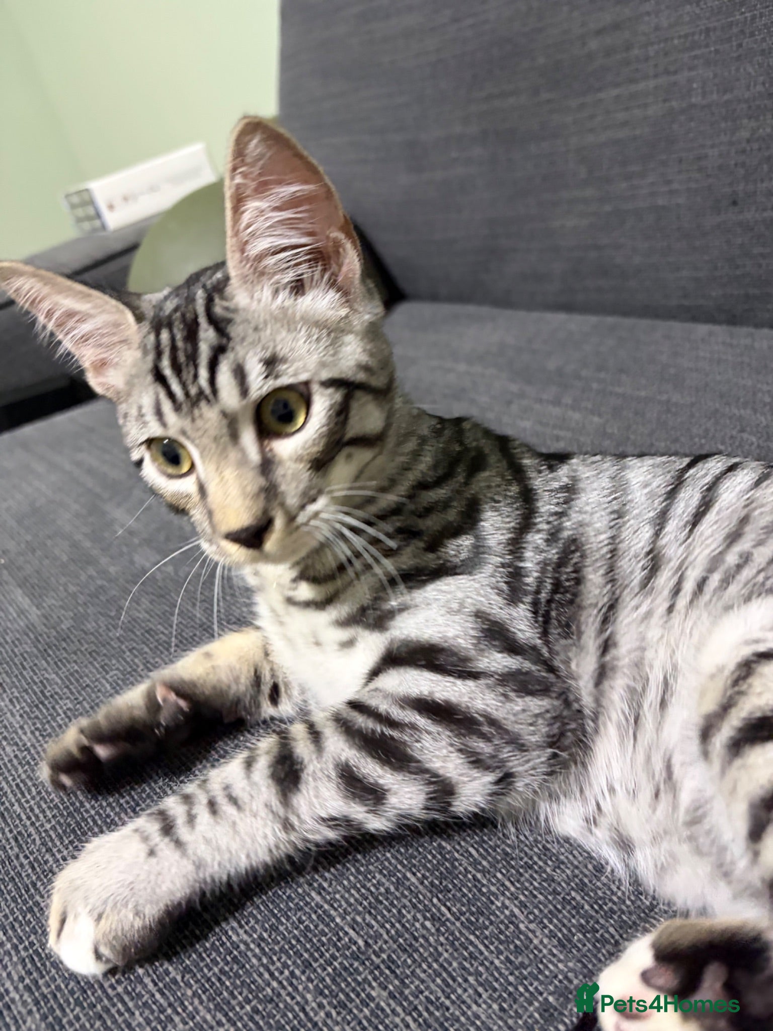 Bengal cats Bengal X READY NOW  - Advert 2