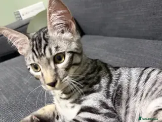 Bengal cats Bengal X READY NOW - Advert 2