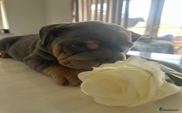 English Bulldog dogs for sale: Stunning KC Registered English Bulldog Puppies - Image 20
