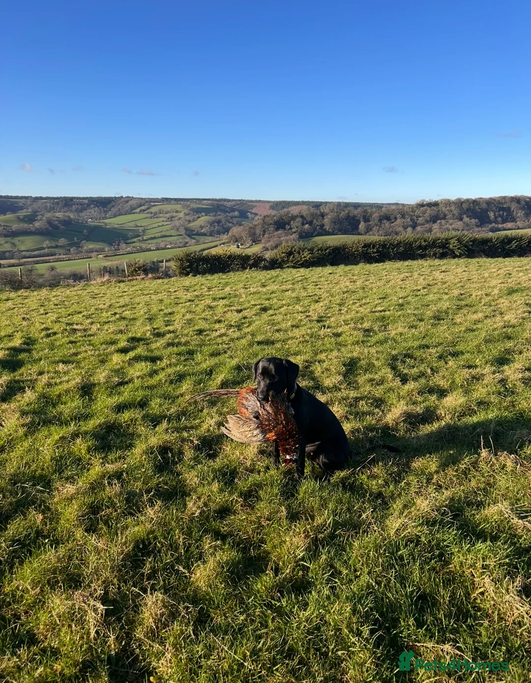 Labrador Retriever dogs for sale: Fully Health Tested, KC Reg Labradors Due June  - Advert 2