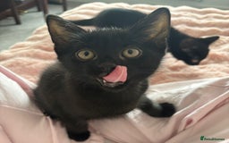 Domestic Shorthair cats for sale: Beautiful Black Kittens Ready for Loving Homes 🐾 - Image 3