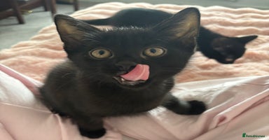 Domestic Shorthair cats - Advert 9