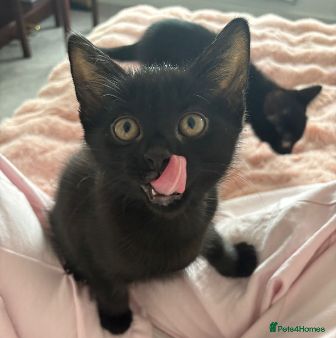 Domestic Shorthair cats for sale: Beautiful Black Kittens Ready for Loving Homes 🐾 - Image 3