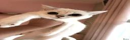 British Shorthair cats for sale: GCCF registered kittens - 1 boy 2 girls  - Advert 11