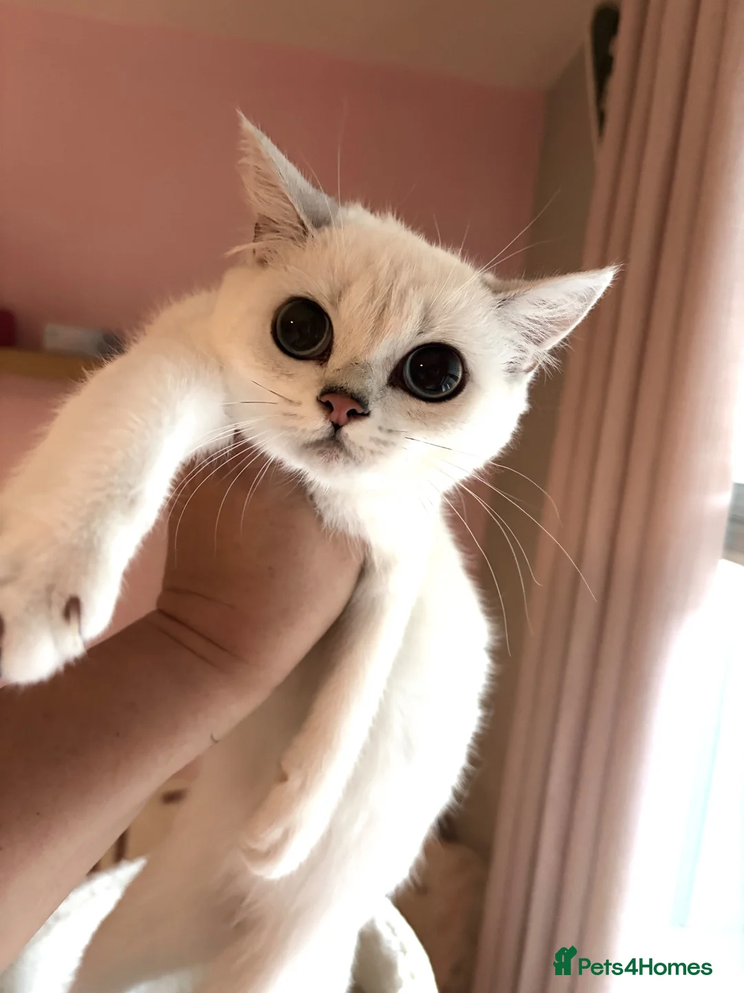 British Shorthair cats for sale: GCCF registered kittens - 1 boy 2 girls  - Advert 11