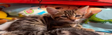 Mixed Breed Kitten 1