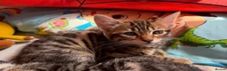 Mixed Breed cats for sale: Half bengal kittens for sale in Stonehouse - Advert 4