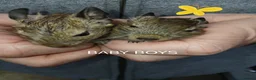 Degus rodents for sale: EXOTIC BABY DEGUS in pairs - Advert 3