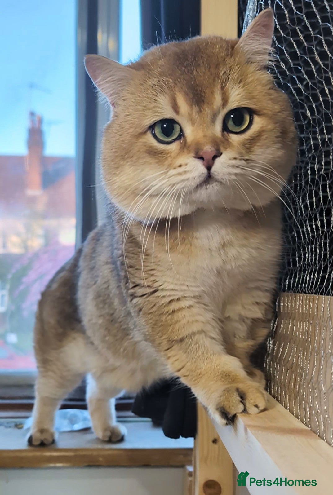 British Shorthair cats ⚜️GOLDEN BSH 🏆 TICA and GCCF reg - Advert 1