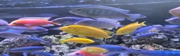 Cichlids fish for sale: 2 x fully stocked cichlids tanks for sale in Guildford - Advert 3