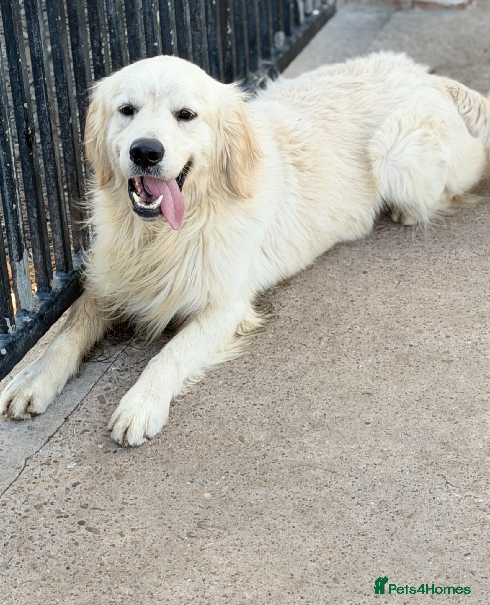 Golden Retriever dogs Adult golden retriever boy  - Advert 1