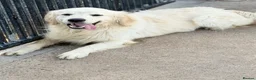 Golden Retriever dogs for sale: Adult golden retriever boy  - Advert 1