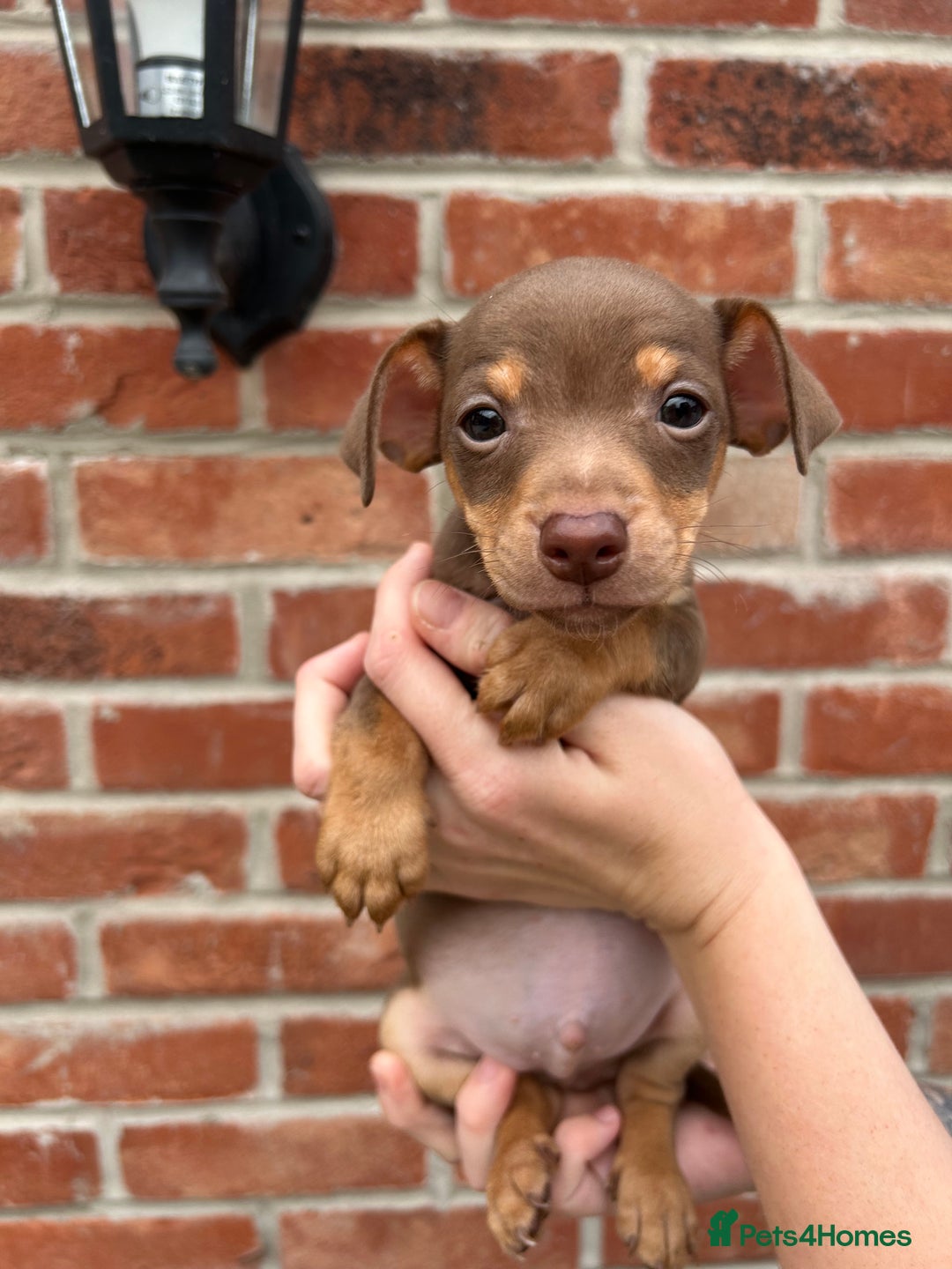 Jack Russell dogs for sale: READY NOW - beautiful tiny choc babies! 1 girly  - Image 31