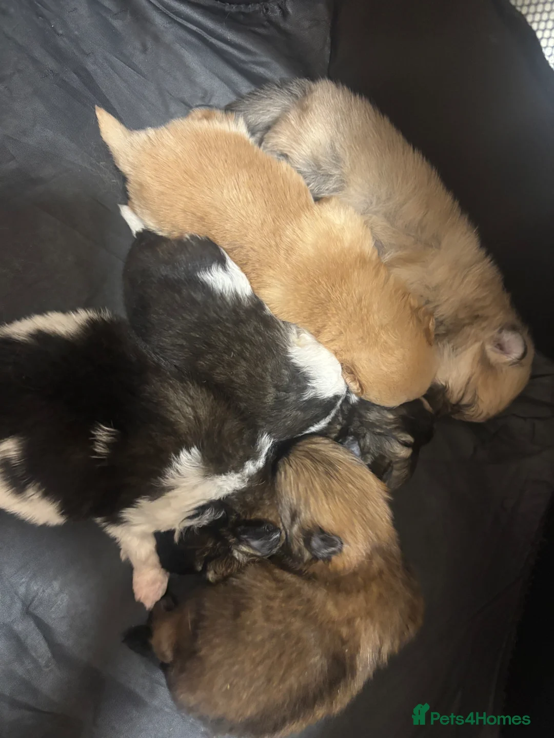 Pomeranian dogs for sale: Adorable Pomeranian Puppies - Advert 2