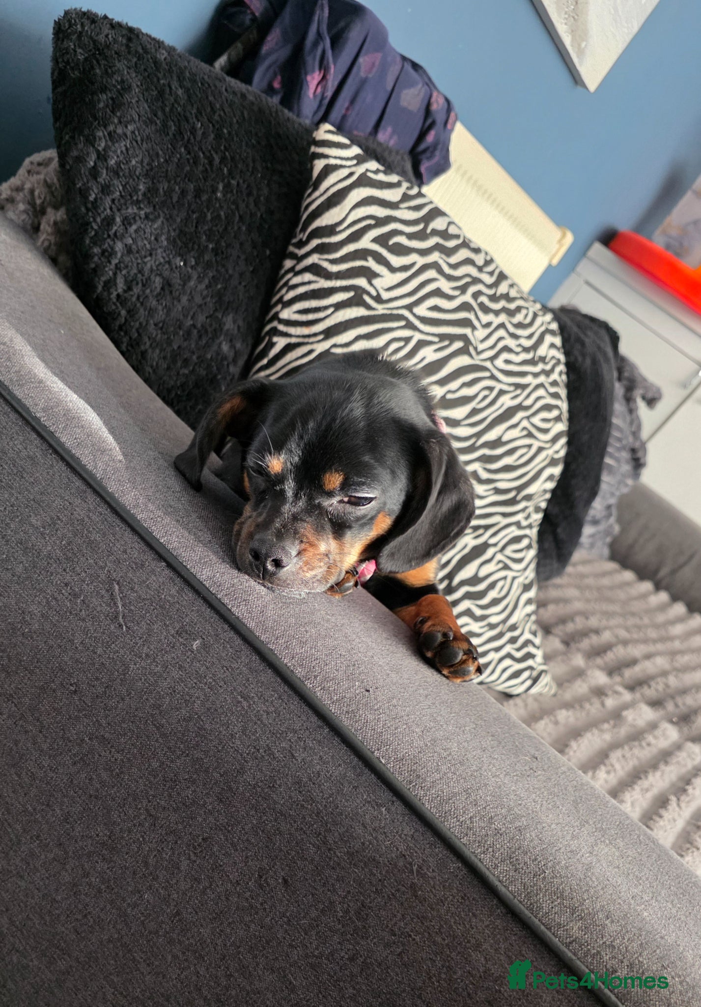 Mixed Breed dogs for sale: Dashaund/pug for sale in Liverpool - Advert 3
