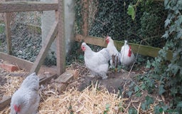 Chickens poultry for sale: Pekin Bantams - Image 4