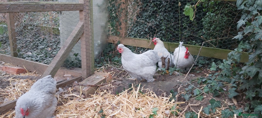 Chickens poultry for sale: Pekin Bantams - Image 4