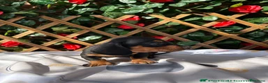Miniature Dachshund 2
