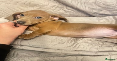 Miniature Dachshund dogs - Advert 4