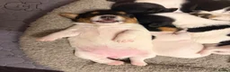 Jack Russell dogs for sale: Tri coloured Jack Russell pups in Isle of Bute - Advert 11