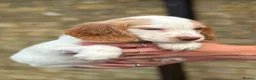 Cocker Spaniel dogs for sale: Beautiful Cocker Spaniels  - Advert 1