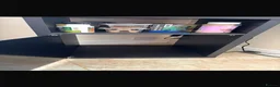 Chameleon reptiles for sale: Western Green Chameleon Male  in Grantham - Advert 9