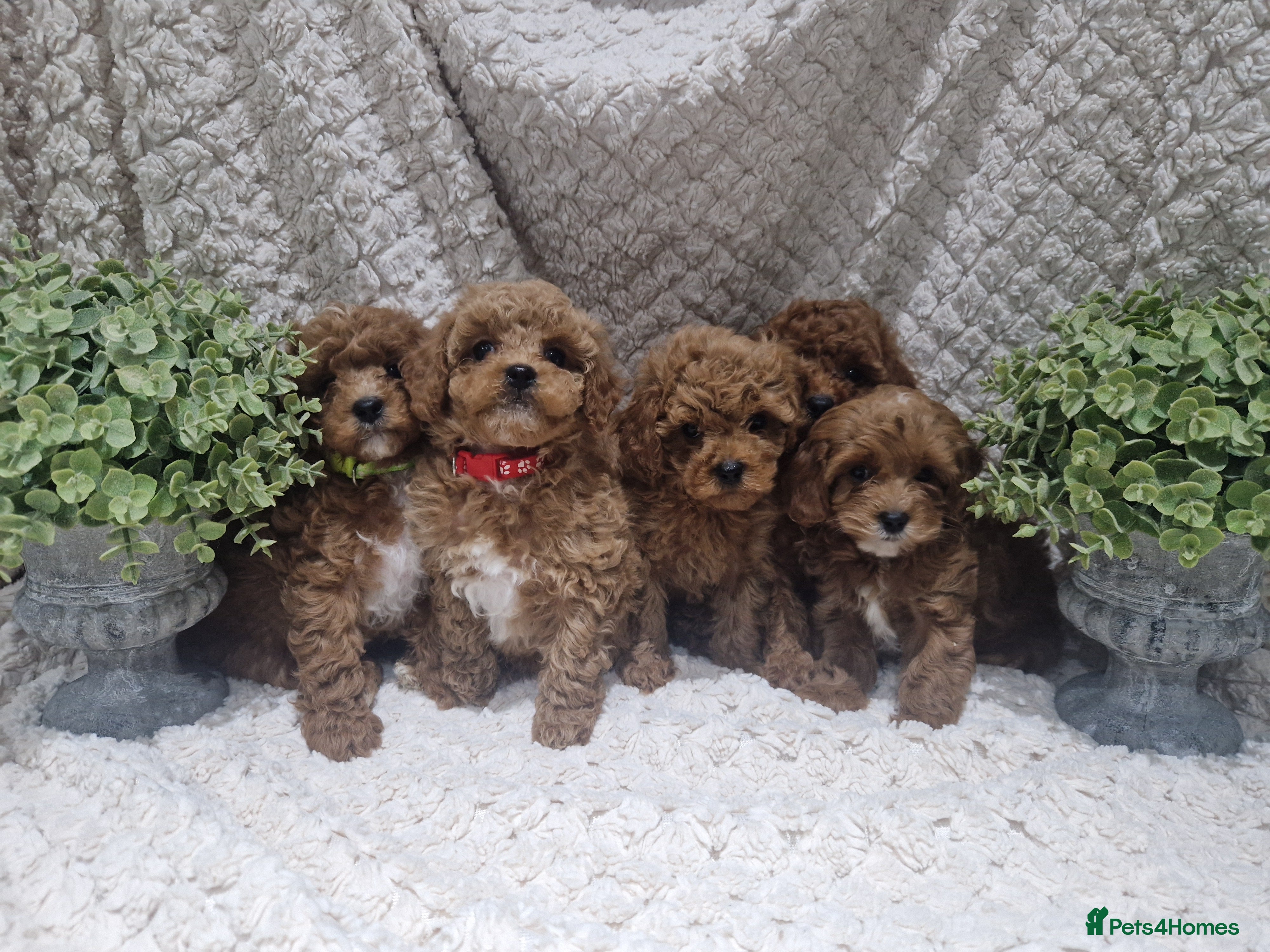 Cavapoo dogs  1 boy remaining. Health tested stunning cavapoos - Advert 5