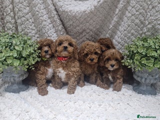 Cavapoo dogs 1 boy remaining. Health tested stunning cavapoos - Advert 5