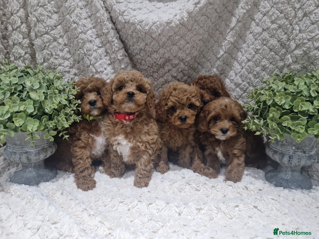 Cavapoo dogs for sale:  1 boy remaining. Health tested stunning cavapoos - Advert 2