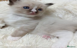Ragdoll cats for sale: Adorable Ragdoll kittens - Image 16