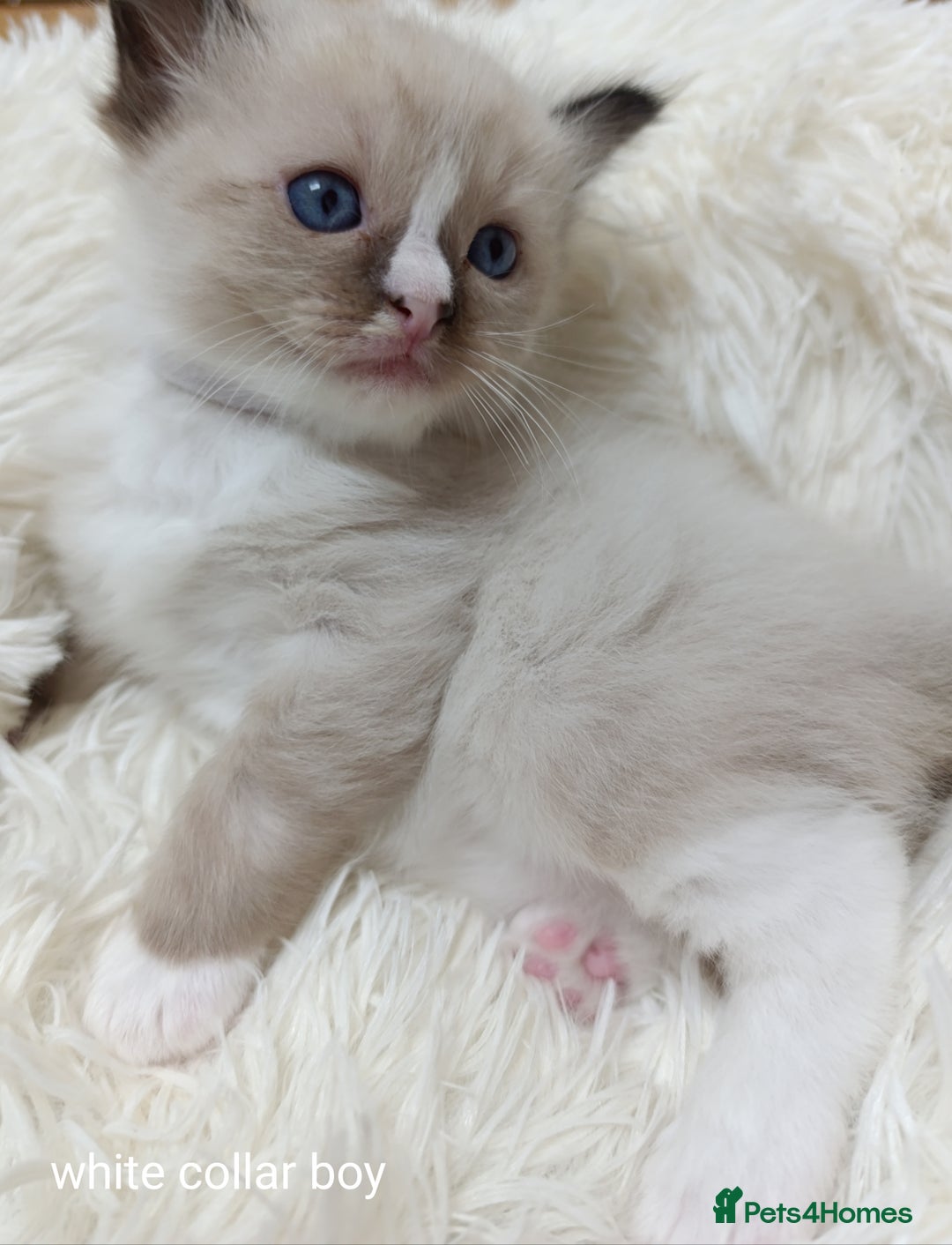 Ragdoll cats for sale: Adorable Ragdoll kittens - Image 16