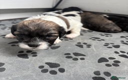 Mixed Breed dogs for sale: 6 beautiful Shihpoo + cotton de Tulear puppies - Image 7