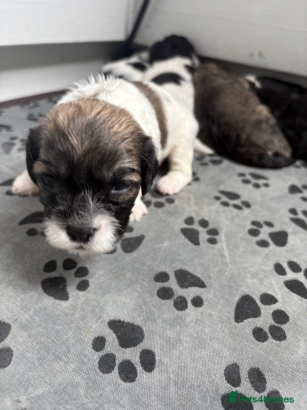 Mixed Breed dogs for sale: 6 beautiful Shihpoo + cotton de Tulear puppies - Image 7