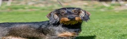 Dachshund dogs for stud: CHAMPION LINES 0% COI WIREHAIRED DACHSHUND STUD  in Stockton-on-Tees - Advert 23