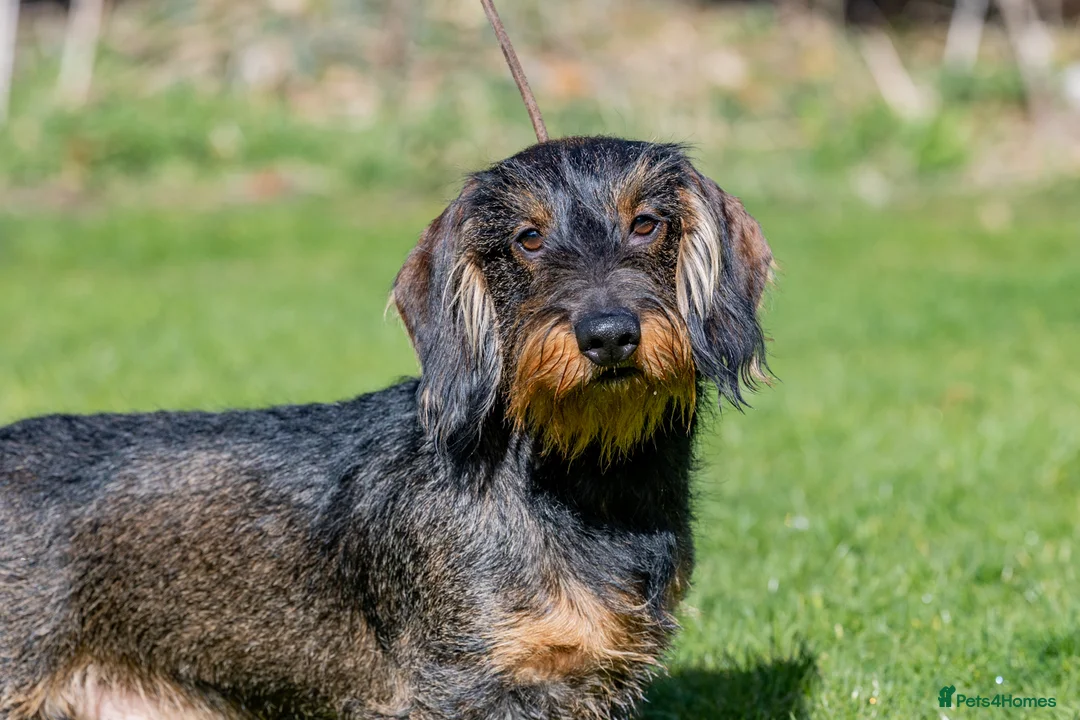 Dachshund dogs for stud: CHAMPION LINES 0% COI WIREHAIRED DACHSHUND STUD  in Stockton-on-Tees - Advert 23