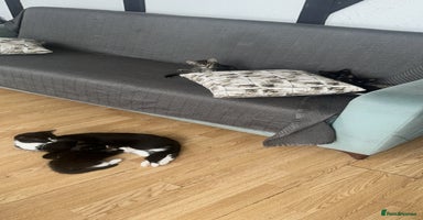 Mixed Breed cats - Advert 13