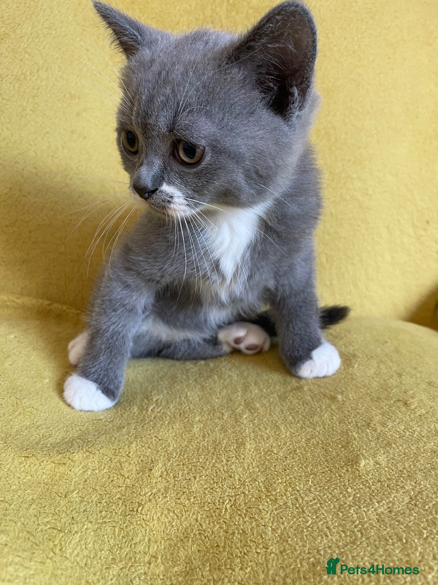 British Shorthair cats British shorthair girl - Advert 14