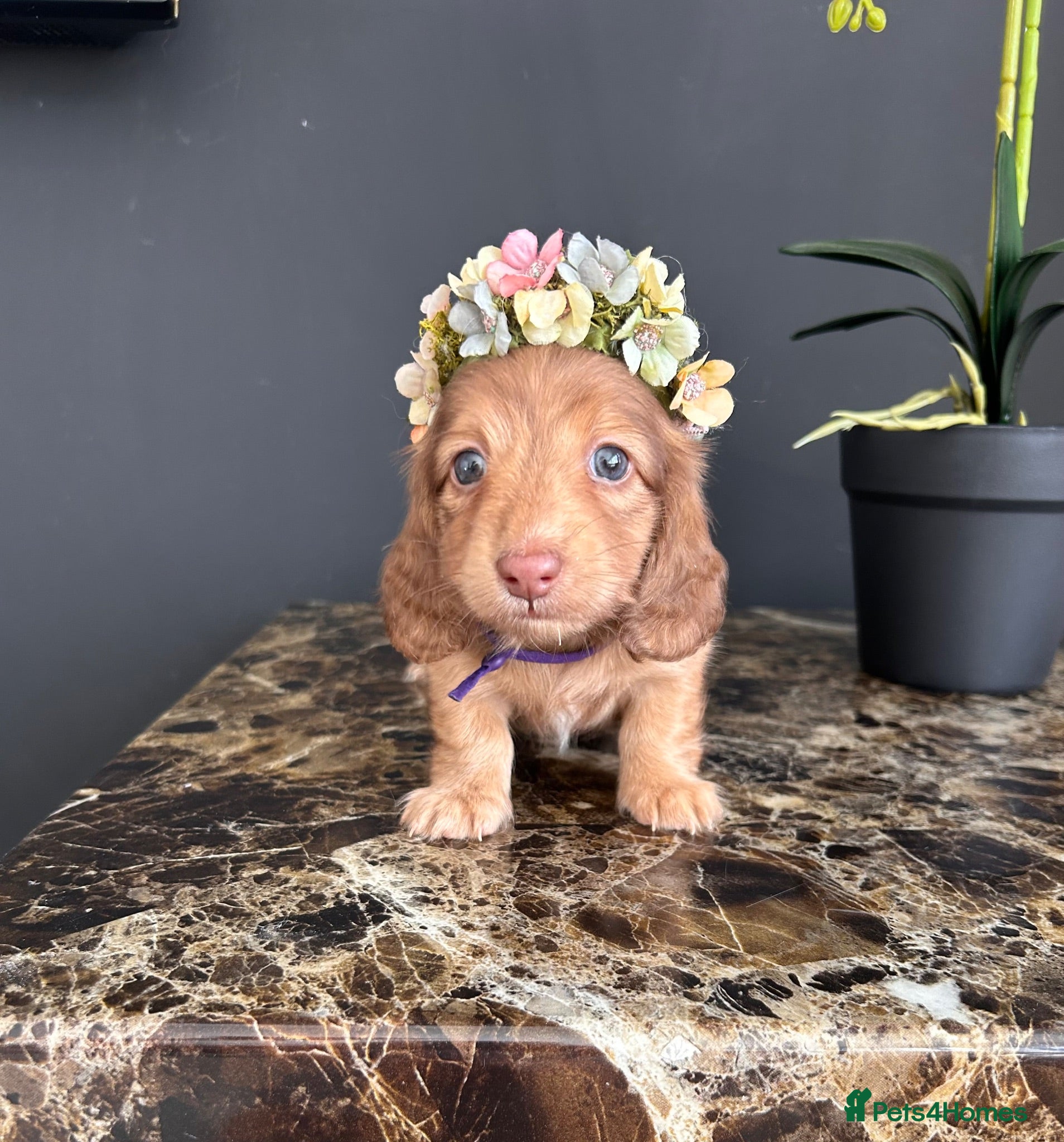 Miniature Dachshund dogs 5 star Breeder Miniature Longhairs  - Advert 18