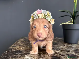 Miniature Dachshund dogs 5 star Breeder Miniature Longhairs - Advert 10