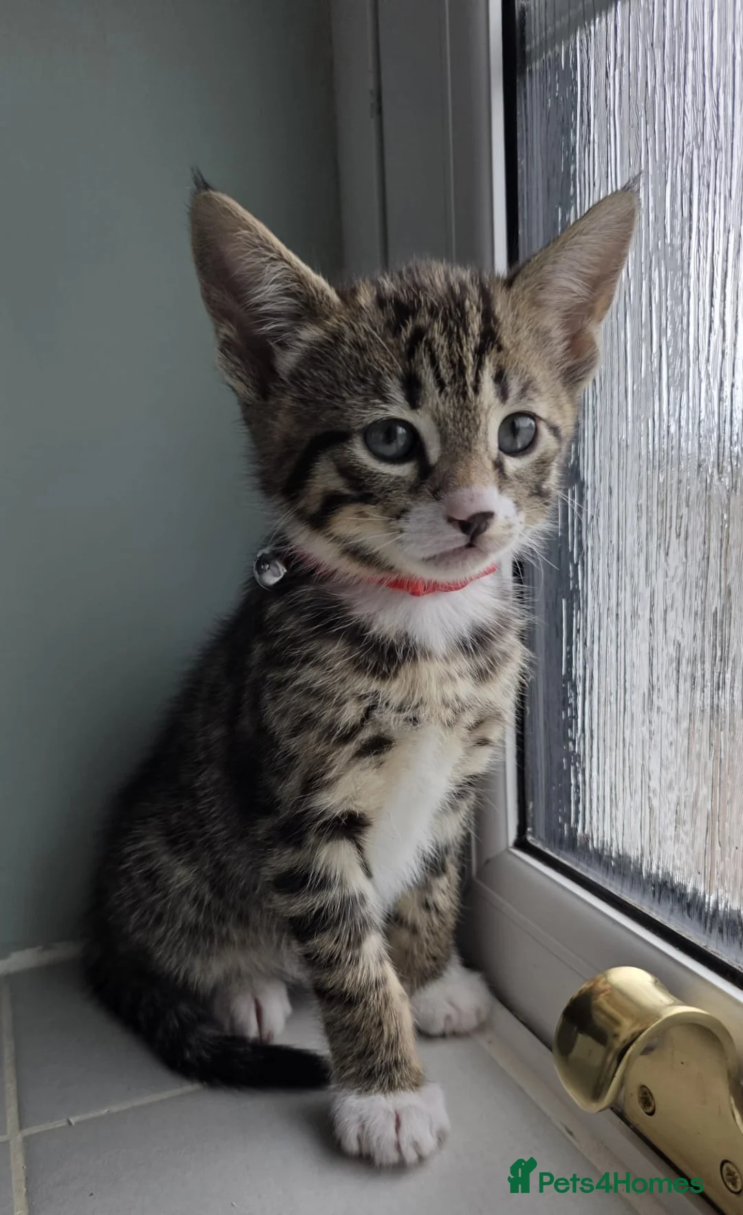 Mixed Breed cats for sale: Beautiful Bengal Siamese mix  - Advert 7