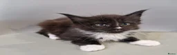 Maine Coon cats for sale: Pedigree XXL mainecoon kittens  - Advert 15