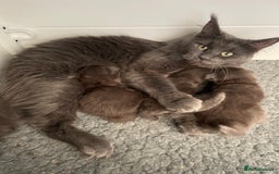 Maine Coon cats for sale: Maine Coon Kittens - Image 8