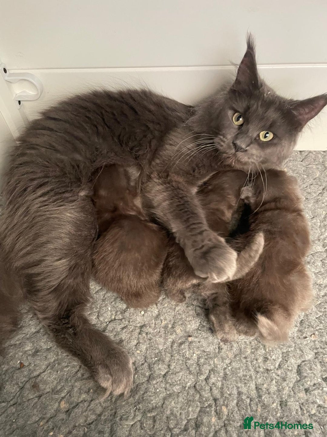 Maine Coon cats for sale: Maine Coon Kittens - Image 8