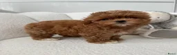 Maltipoo dogs for sale: 🧸READY NOW True Asian Maltipoo Pups DNA Clear🧸 - Advert 11