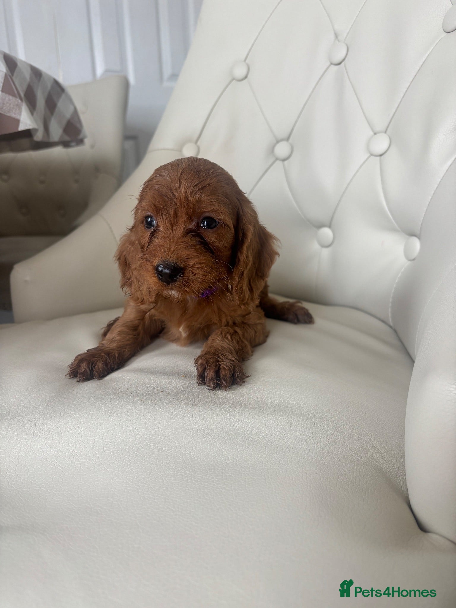 Cockapoo dogs F1 Cockerpoo Puppies  - Advert 3