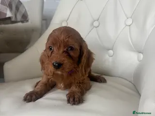 Cockapoo dogs F1 Cockerpoo Puppies - Advert 3