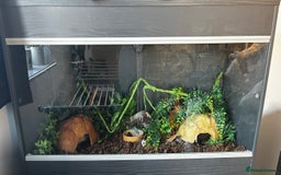 Python Snake reptiles for sale: ivory blue eyes lucy and full set up  - Advert 5